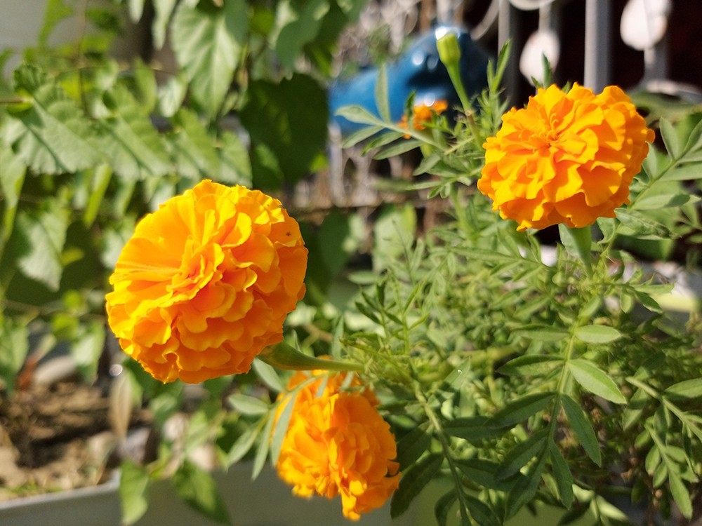 Ảnh chụp ban ngày từ camera Galaxy A9