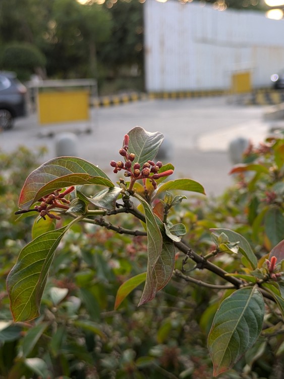 Ảnh chụp hoa bằng camera chính