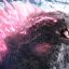 Godzilla X Kong: Ngày Phát Hành Kỹ Thuật Số và Trực Tuyến
