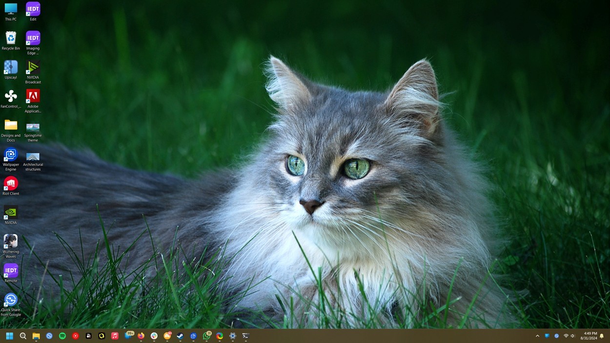 Cats Everywhere - Chủ đề mèo con đáng yêu cho Windows 11