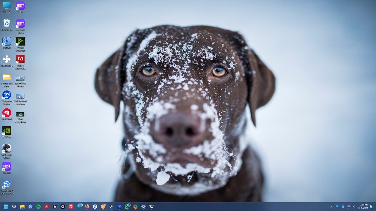 Dogs in Winter - Chủ đề những chú chó mùa đông ấm áp cho Windows 11