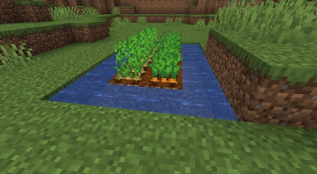 Hình ảnh khoai tây và cà rốt đã trưởng thành trong Minecraft