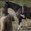 Top 15 Mods Red Dead Redemption 2 (RDR2) Tuyệt Vời Nhất Năm 2025: Biến Hóa Thế Giới Cao Bồi!