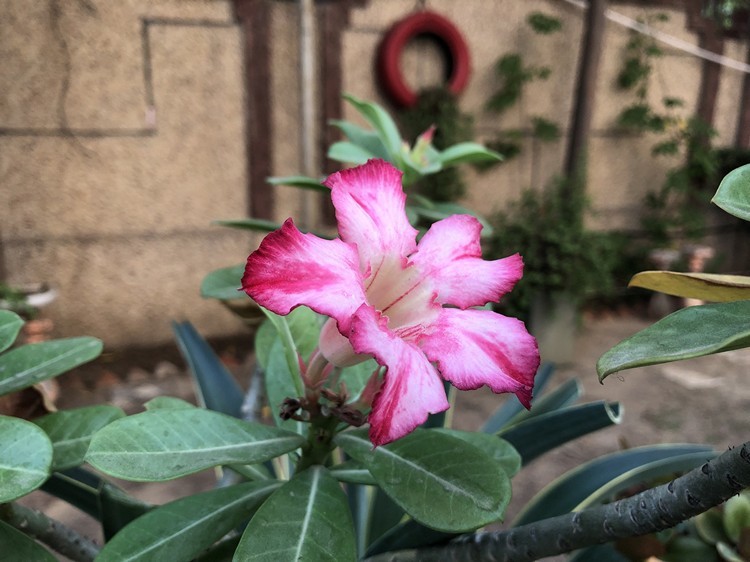 iPhone 8 Plus Camera Test 2