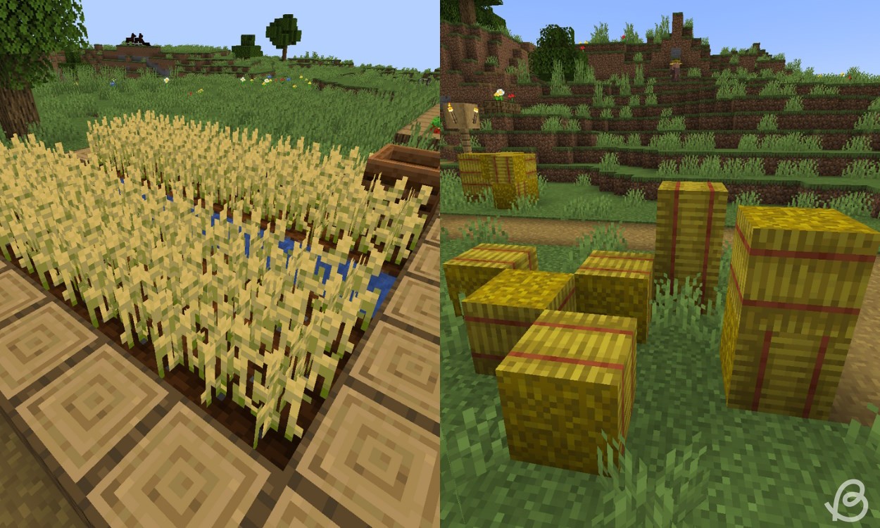 Lạc Đà Không Bướu Ăn Gì Trong Minecraft: Hướng Dẫn Chi Tiết 2025