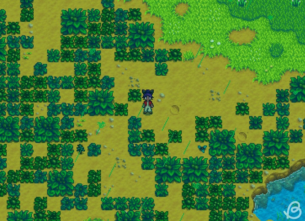 Những bụi cây độc đáo trong sự kiện mưa xanh ở Stardew Valley 1.6
