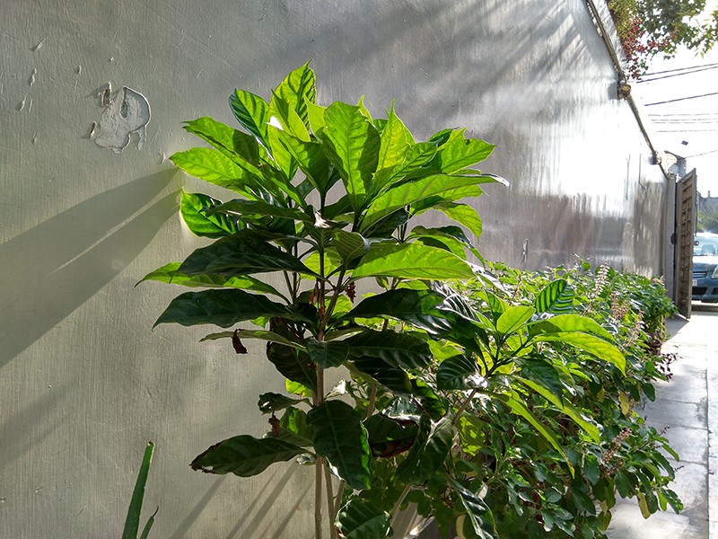 nokia 6 plus sample