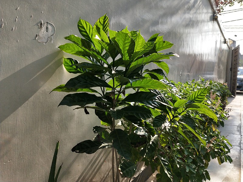 realme 2 pro sample