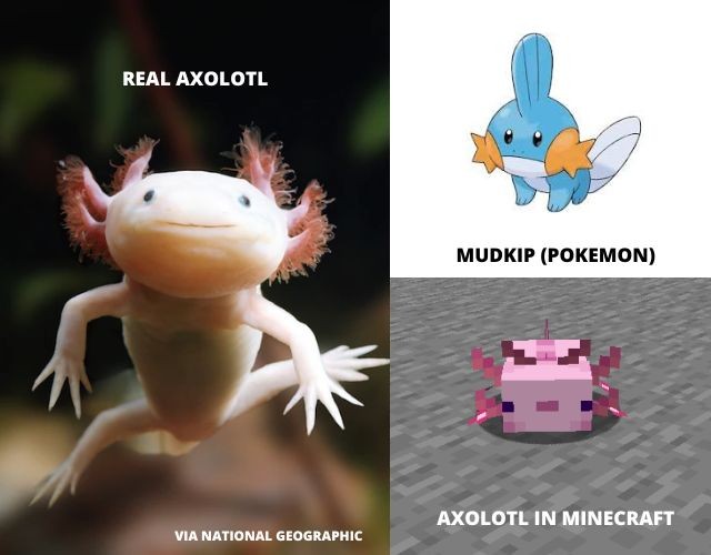 So sánh Axolotl thật và Mudkip